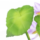 ロータスブッシュ | BACKYARD FAMILY | 詳細画像10