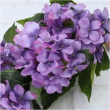 アジサイブッシュ | BACKYARD FAMILY | 詳細画像12