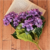 アジサイブッシュ | BACKYARD FAMILY | 詳細画像8