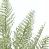 シダーポット | BACKYARD FAMILY | 詳細画像11 