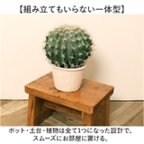 ボールサボテンポット | BACKYARD FAMILY | 詳細画像7 