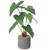 セメントポット | BACKYARD FAMILY | 詳細画像14