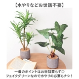 セメントポット | BACKYARD FAMILY | 詳細画像3