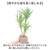 セメントポット | BACKYARD FAMILY | 詳細画像4