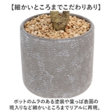 セメントポット | BACKYARD FAMILY | 詳細画像5