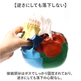 頭蓋骨模型 | BACKYARD FAMILY | 詳細画像6