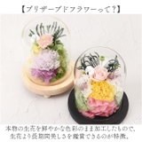 ガラスドームアレンジメントL | BACKYARD FAMILY | 詳細画像3