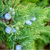 woodfoodニュートラルケアセット | BACKYARD FAMILY | 詳細画像3