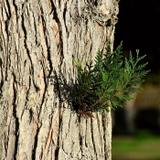 woodfoodワックス | BACKYARD FAMILY | 詳細画像3 