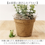 Copeau コポー カエルの置物 ミニサイズ | BACKYARD FAMILY | 詳細画像8 