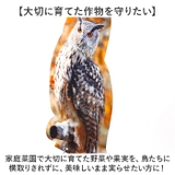 鳥よけ ガラス対策 防鳥 | BACKYARD FAMILY | 詳細画像10 