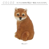 ベニーズキャット（呼んだ？） | BACKYARD FAMILY | 詳細画像4 