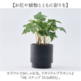 SK ステップ 15.5xH15 | BACKYARD FAMILY | 詳細画像2