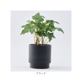 SK ステップ 15.5xH15 | BACKYARD FAMILY | 詳細画像15