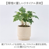 SK ステップ 15.5xH15 | BACKYARD FAMILY | 詳細画像3