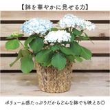 アミアミポット5号 | BACKYARD FAMILY | 詳細画像3