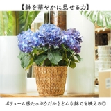 アミアミポット6号 | BACKYARD FAMILY | 詳細画像3 