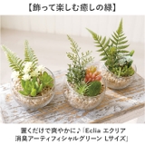 Eclia エクリア 消臭アーティフィシャルグリーン Lサイズ | BACKYARD FAMILY | 詳細画像2