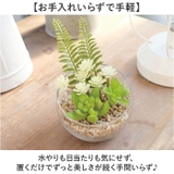 Eclia エクリア 消臭アーティフィシャルグリーン Lサイズ | BACKYARD FAMILY | 詳細画像5