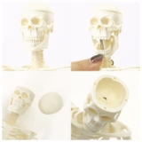 人体骨格模型 humiltg23 | BACKYARD FAMILY | 詳細画像11 