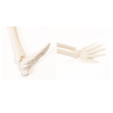 人体骨格模型 humiltg23 | BACKYARD FAMILY | 詳細画像13 