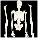 人体骨格模型 humiltg23 | BACKYARD FAMILY | 詳細画像8 