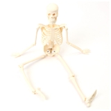 人体骨格模型 humiltg23 | BACKYARD FAMILY | 詳細画像10 