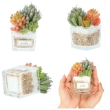 エクリア 消臭アーティフィシャルグリーン S | BACKYARD FAMILY | 詳細画像17 