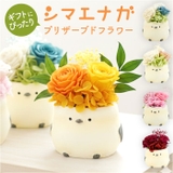 プリザーブドフラワー シマエナガ | BACKYARD FAMILY | 詳細画像1 