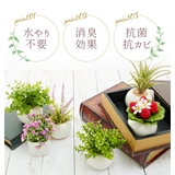 光触媒 インテリアグリーン ラウンドポット キューブポット | BACKYARD FAMILY | 詳細画像2 