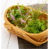 光触媒 インテリアグリーン ラウンドポット キューブポット | BACKYARD FAMILY | 詳細画像3 