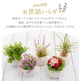 光触媒 インテリアグリーン ラウンドポット キューブポット | BACKYARD FAMILY | 詳細画像5 