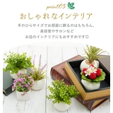 光触媒 インテリアグリーン ラウンドポット キューブポット | BACKYARD FAMILY | 詳細画像6 