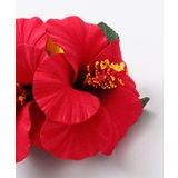 【Maunaloa】モハラハイビスカスクリップ | アミナコレクション  | 詳細画像8 