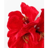 【マウナロア】ベルベットアマリリスＣＬＰ | アミナコレクション  | 詳細画像3 