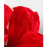 【マウナロア】ベルベットアマリリスＣＬＰ | アミナコレクション  | 詳細画像4 