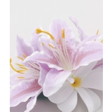 【マウナロア】リリークリップ | アミナコレクション  | 詳細画像7 