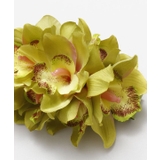 【マウナロア】ノーブルシンビジウムクリップ | アミナコレクション  | 詳細画像3 