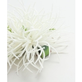 【Maunaloa】ソードリーフクリップ | アミナコレクション  | 詳細画像3 