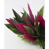 【Maunaloa】ティーリーフクリップ | アミナコレクション  | 詳細画像2 