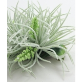 【Maunaloa】ソードリーフクリップ | アミナコレクション  | 詳細画像4 