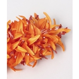 【Maunaloa】モハラスパイダーリリークリップ | アミナコレクション  | 詳細画像3 