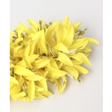 【Maunaloa】モハラスパイダーリリークリップ | アミナコレクション  | 詳細画像5 