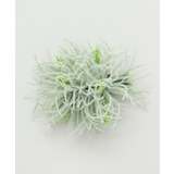 グリーン | 【Maunaloa】ソードリーフクリップ | アミナコレクション 