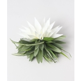 その他 | 【Maunaloa】リーフヌイクリップ | アミナコレクション