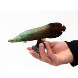 古代魚 フィギュア ソフトモデルフィギュア | cinemacollection | 詳細画像5