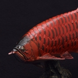 アジアアロワナ フィギュア ソフトモデルフィギュア | cinemacollection | 詳細画像5 