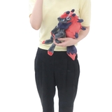 ポケットモンスター ぬいぐるみ プラッシュドールS | cinemacollection | 詳細画像6 