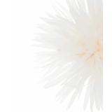 フェザーフラワーコサージュ | a.v.v【WOMEN】 | 詳細画像11 