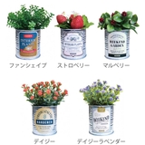 フェイクグリーン TIN缶グリーン 光触媒 | livingut | 詳細画像2 